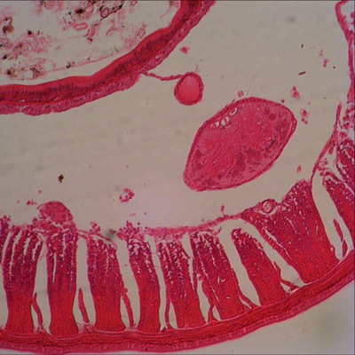 Микроскоп Levenhuk 625