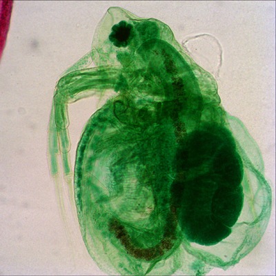 Микроскоп Levenhuk 670T