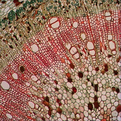 Микроскоп Levenhuk 870T