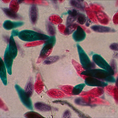 Микроскоп цифровой Levenhuk D50L NG