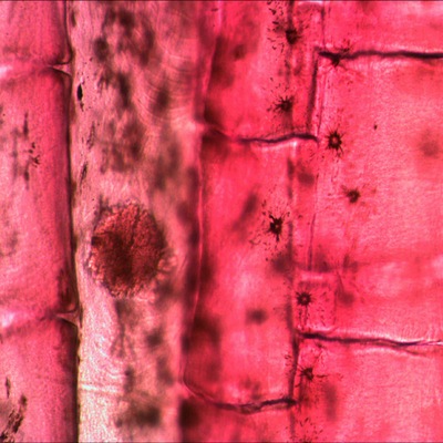 Микроскоп цифровой Levenhuk D70L