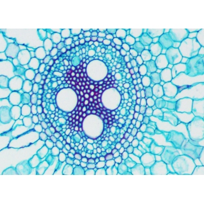 Микроскоп цифровой Levenhuk D670T