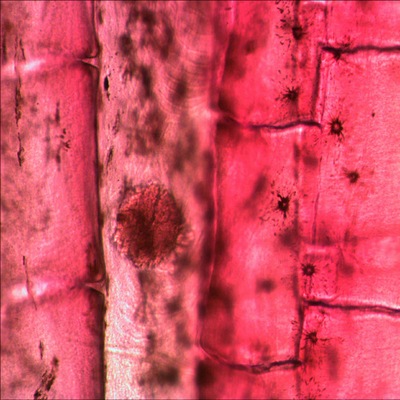 Микроскоп Levenhuk 2S NG