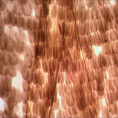 Микроскоп Levenhuk 3S NG