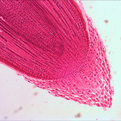 Микроскоп Levenhuk Rainbow 2L PLUS