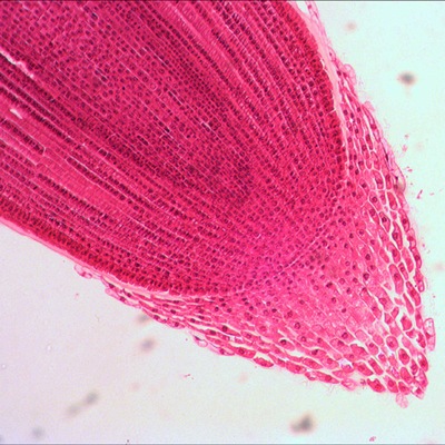 Микроскоп цифровой Levenhuk D2L NG (снят с производства)